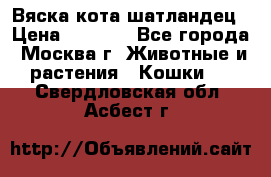 Вяска кота шатландец › Цена ­ 1 000 - Все города, Москва г. Животные и растения » Кошки   . Свердловская обл.,Асбест г.